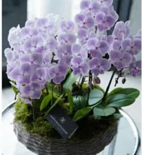 Floralskill