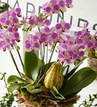 Floralskill