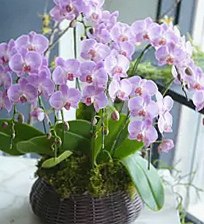 Floralskill