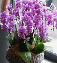 Floralskill