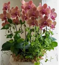 Floralskill